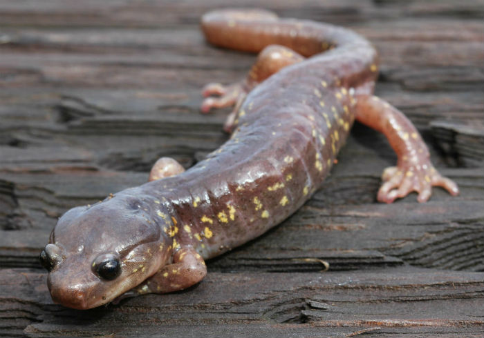 Arboreal Salamander